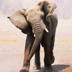 Meet your Posher, Zoe